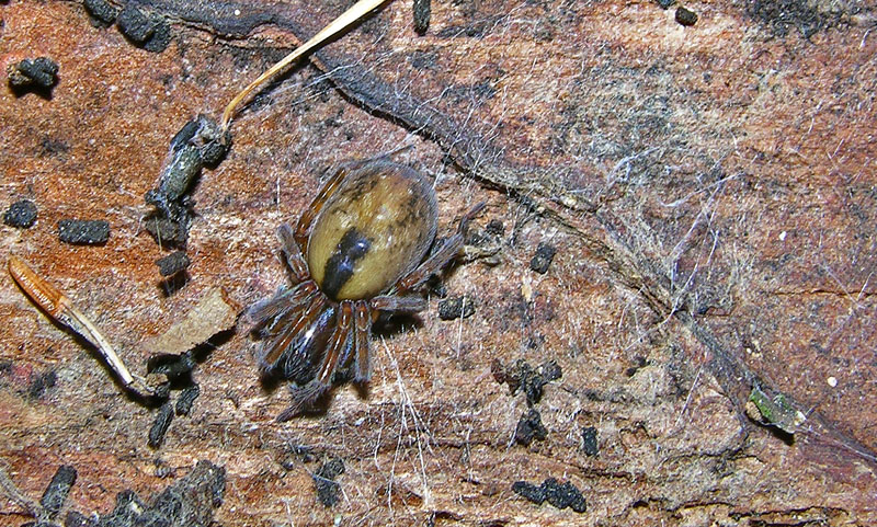 Amaurobius, Clubiona, Agelenidae (Tegenaria sp:?), Pisaura